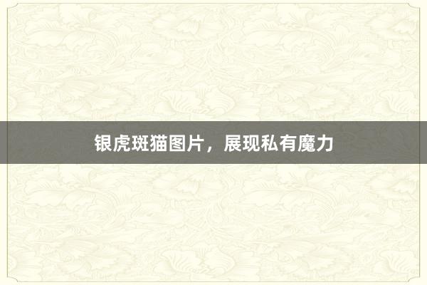 银虎斑猫图片，展现私有魔力